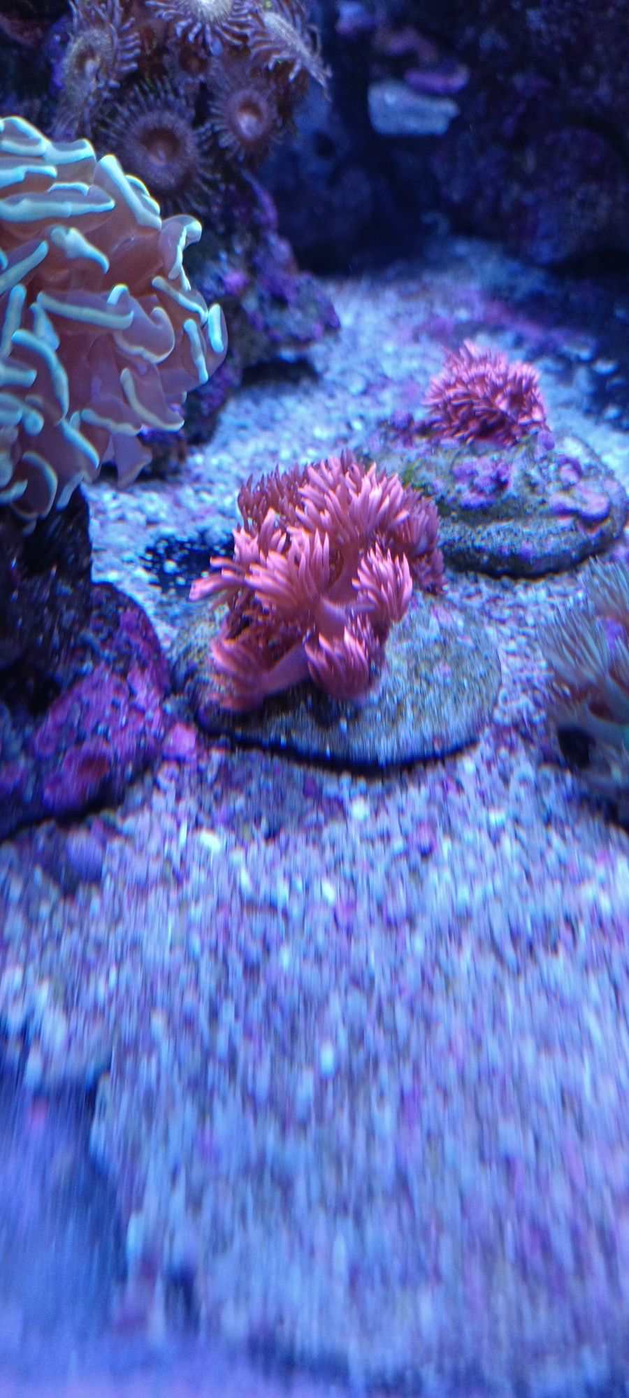 Goniopora pink polecam