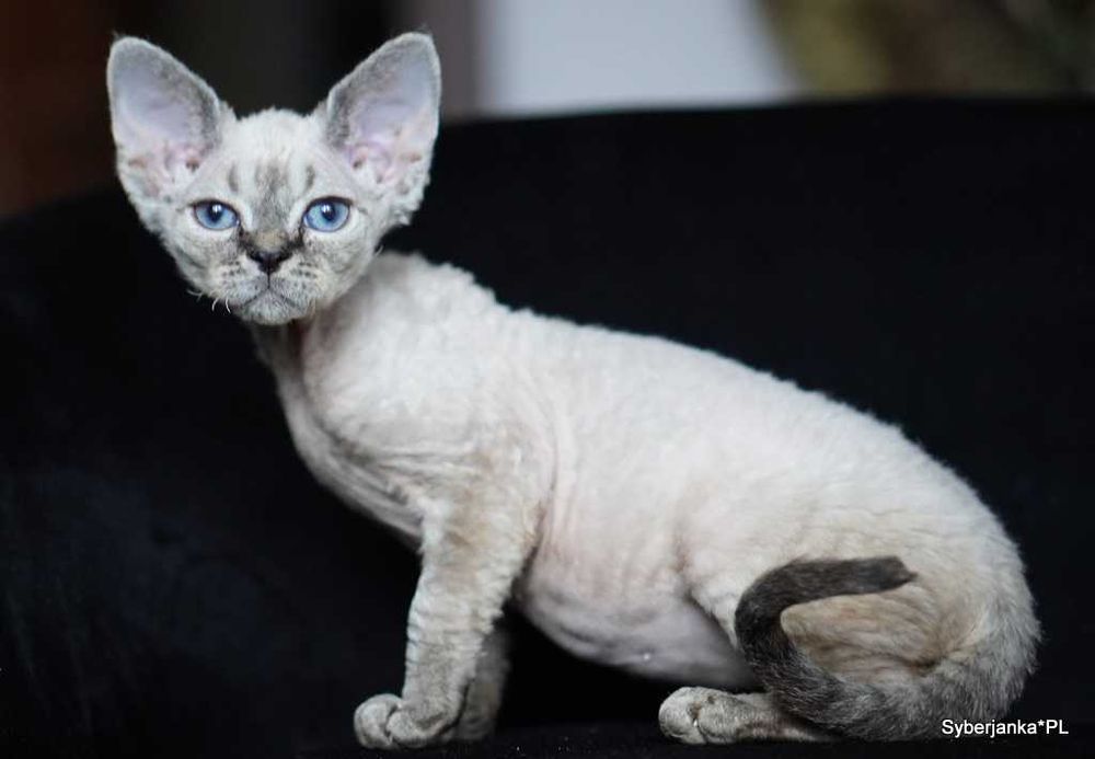Koteczka niebieska point, kotka rodowód FPL
