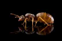 Rezerwacje trwają: Lasius flavus – zółte mrówki | Mrowkownia