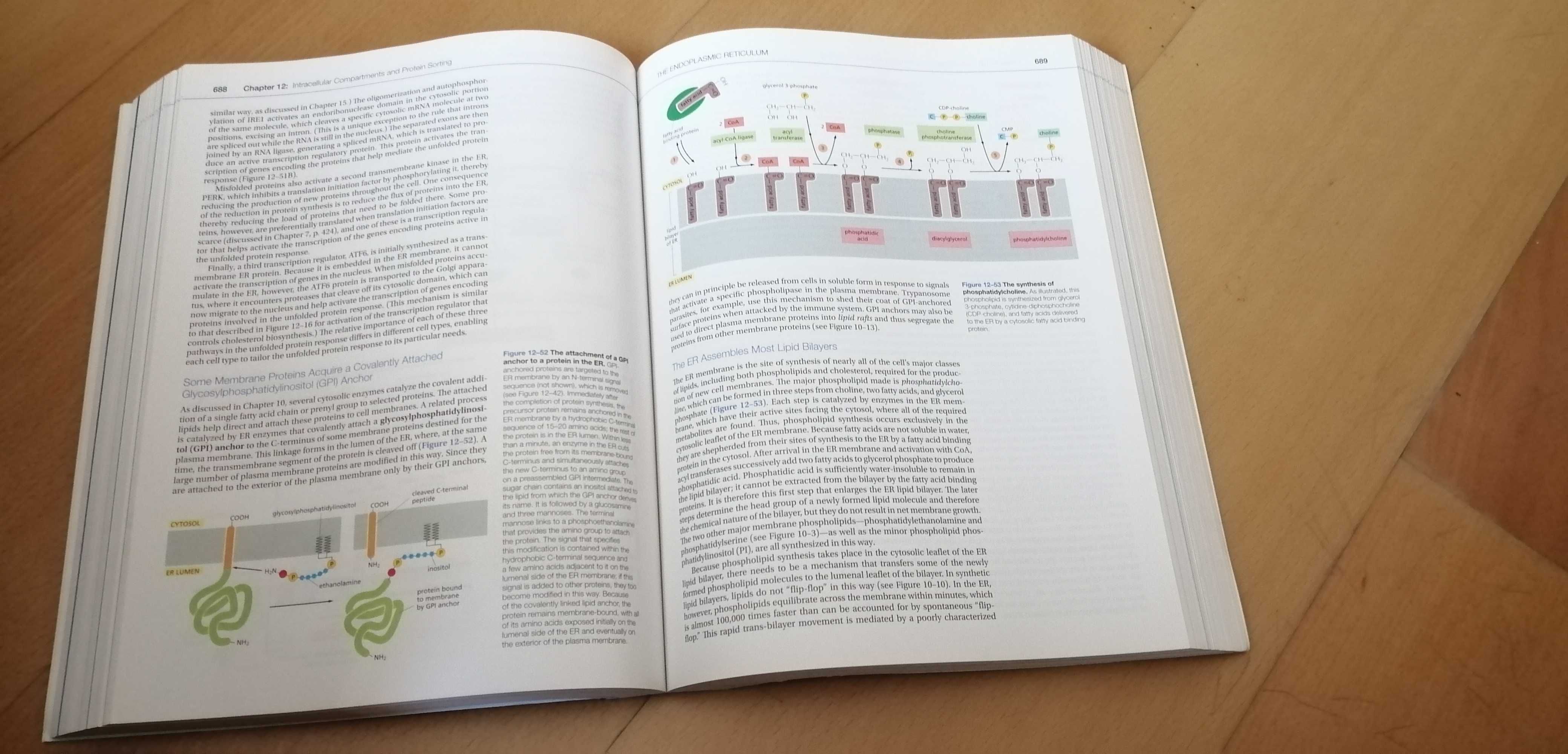 Molecular Biology of the Cell Sixth Edition