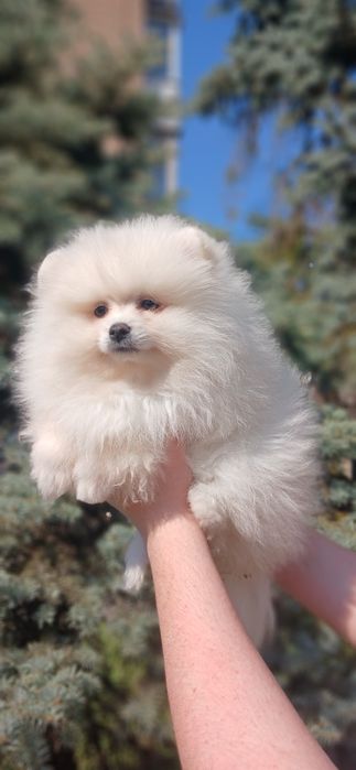 Белая девочка MINI шпиц !