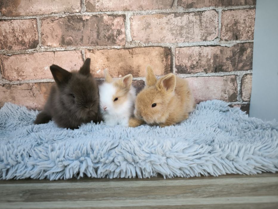 Króliczki rasy Karzełek Teddy długowłose puszyste mini króliki metryka