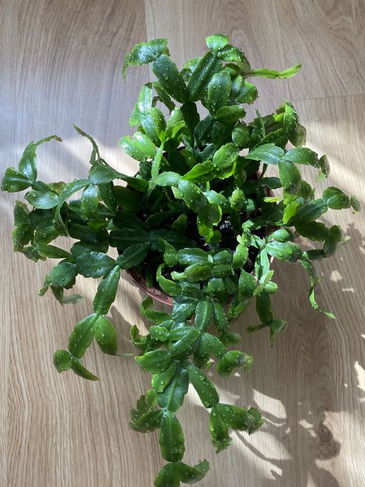 Шлюмбергера або різдвяниу кімнатна квітка