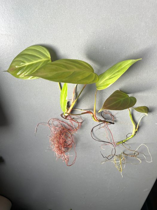 Philodendron splendid pedatum różne rośliny kolekcjonerskie