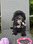 Maltipoo- ostatnia suczka gotowa do odbioru
