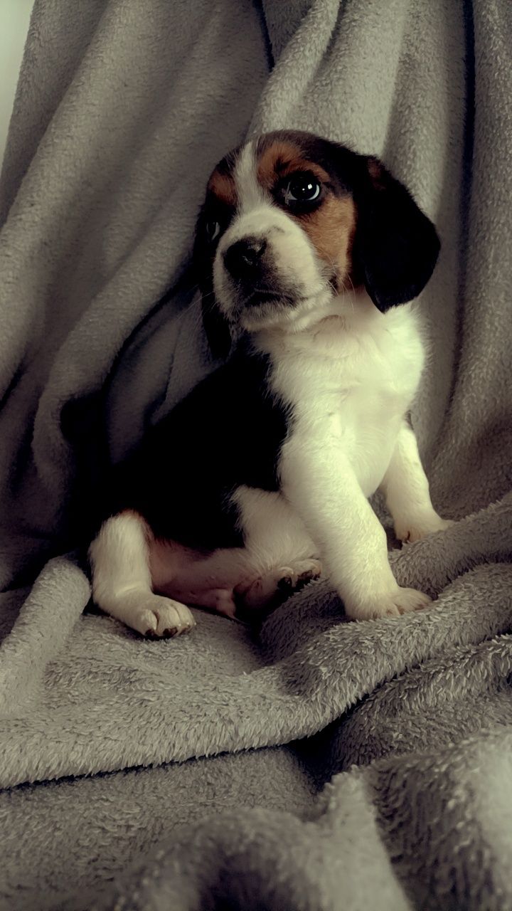 Szczeniak Beagle