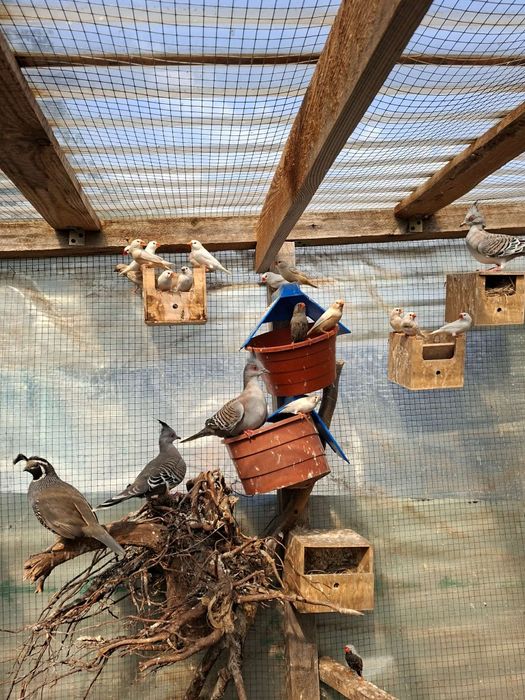 Zeberki Zeberki Zeberki