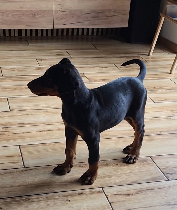 Doberman  suczka