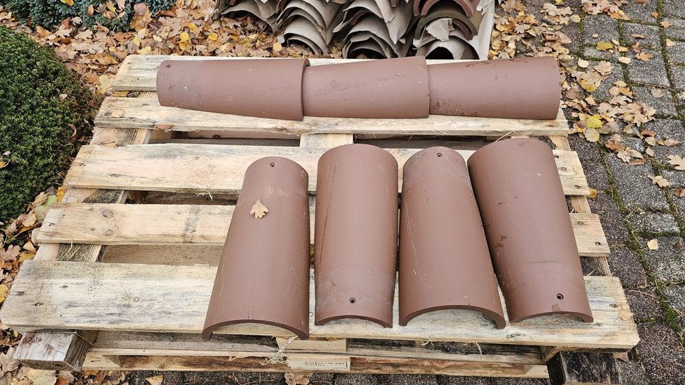 Gąsior JOPEK zwykły, ozdobny