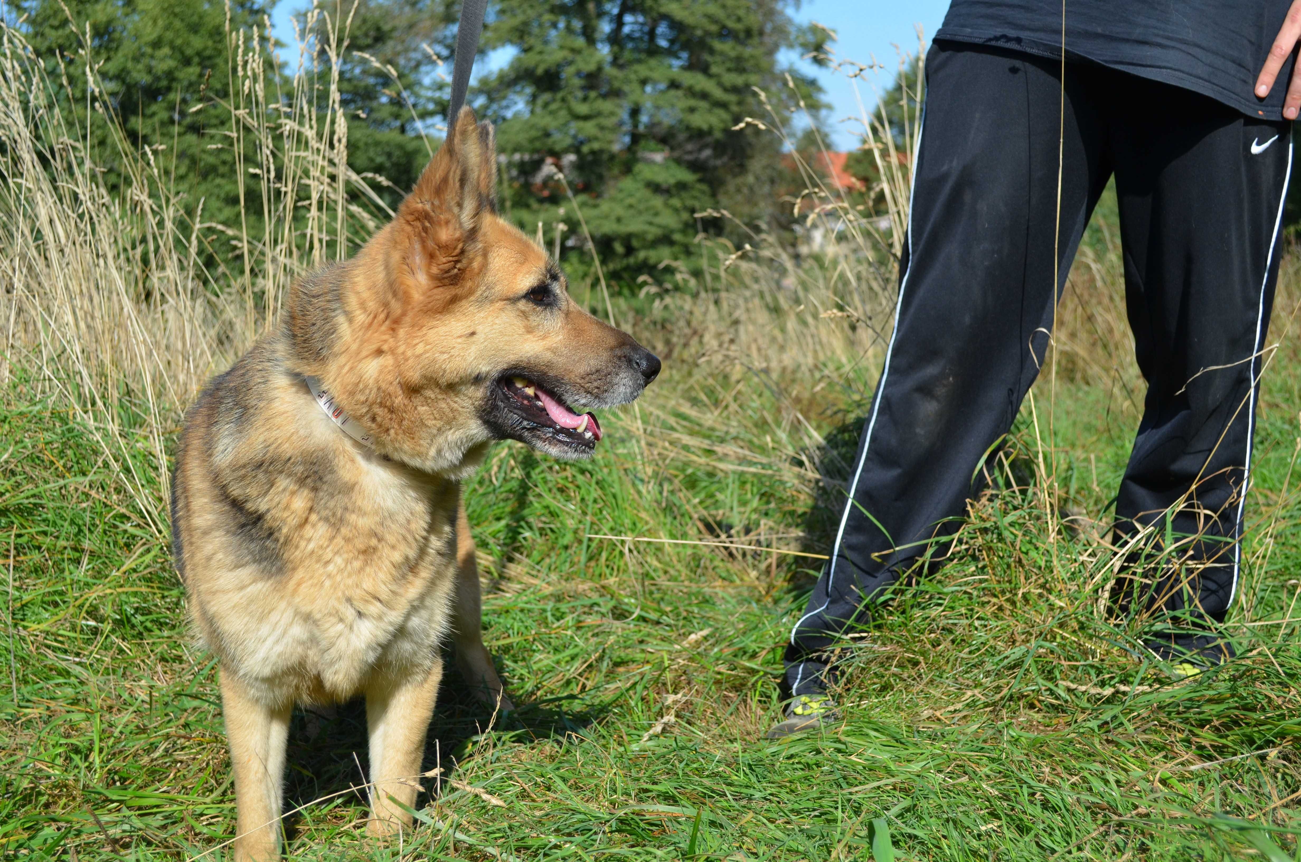 Boni sunia w typie owczarek niemiecki do adopcji