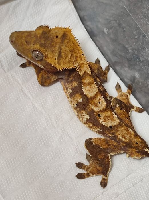 red tricolor dalmatian Gekon orzesiony orzęsiony