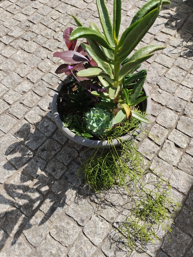 Vaso de  suculentas