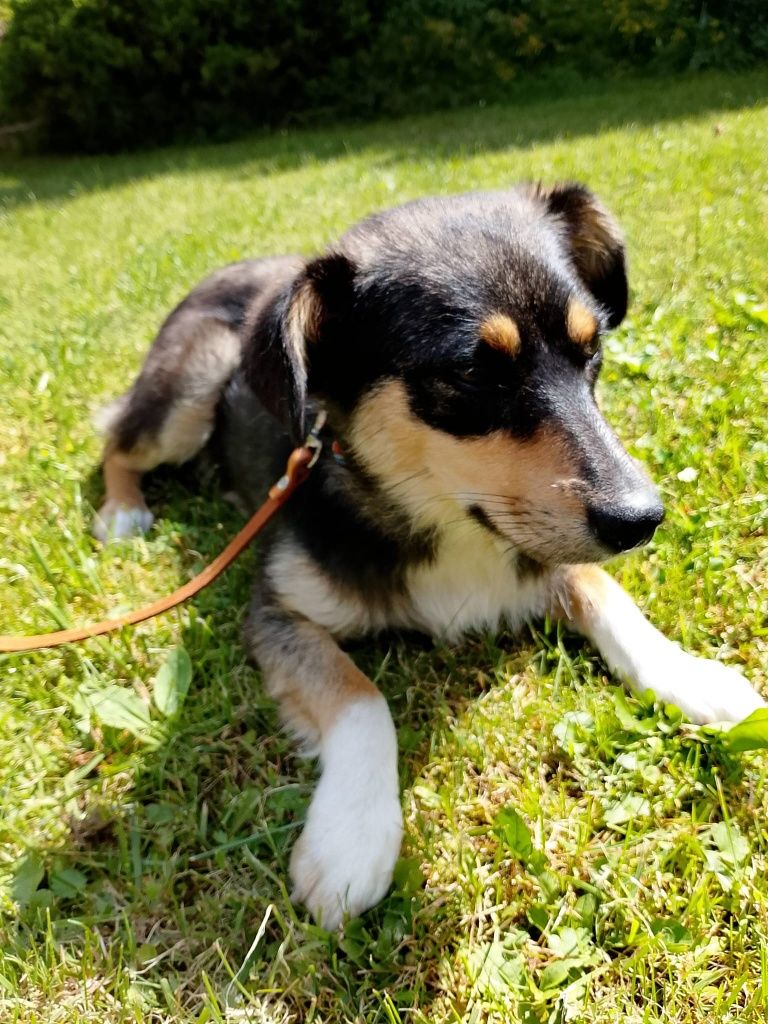 Tosia, młodziutka, śliczna sunia do adopcji