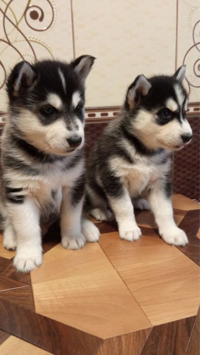 Хаскі в добрі руки