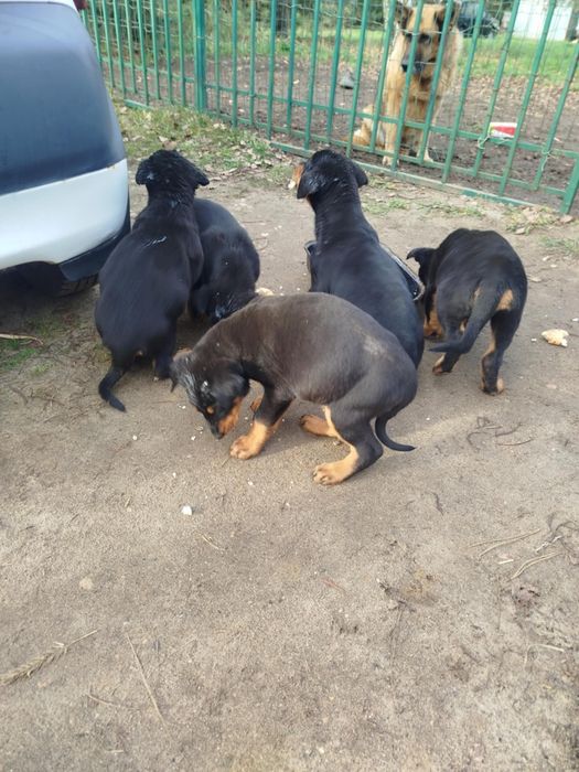 Oddam pieski za darmo