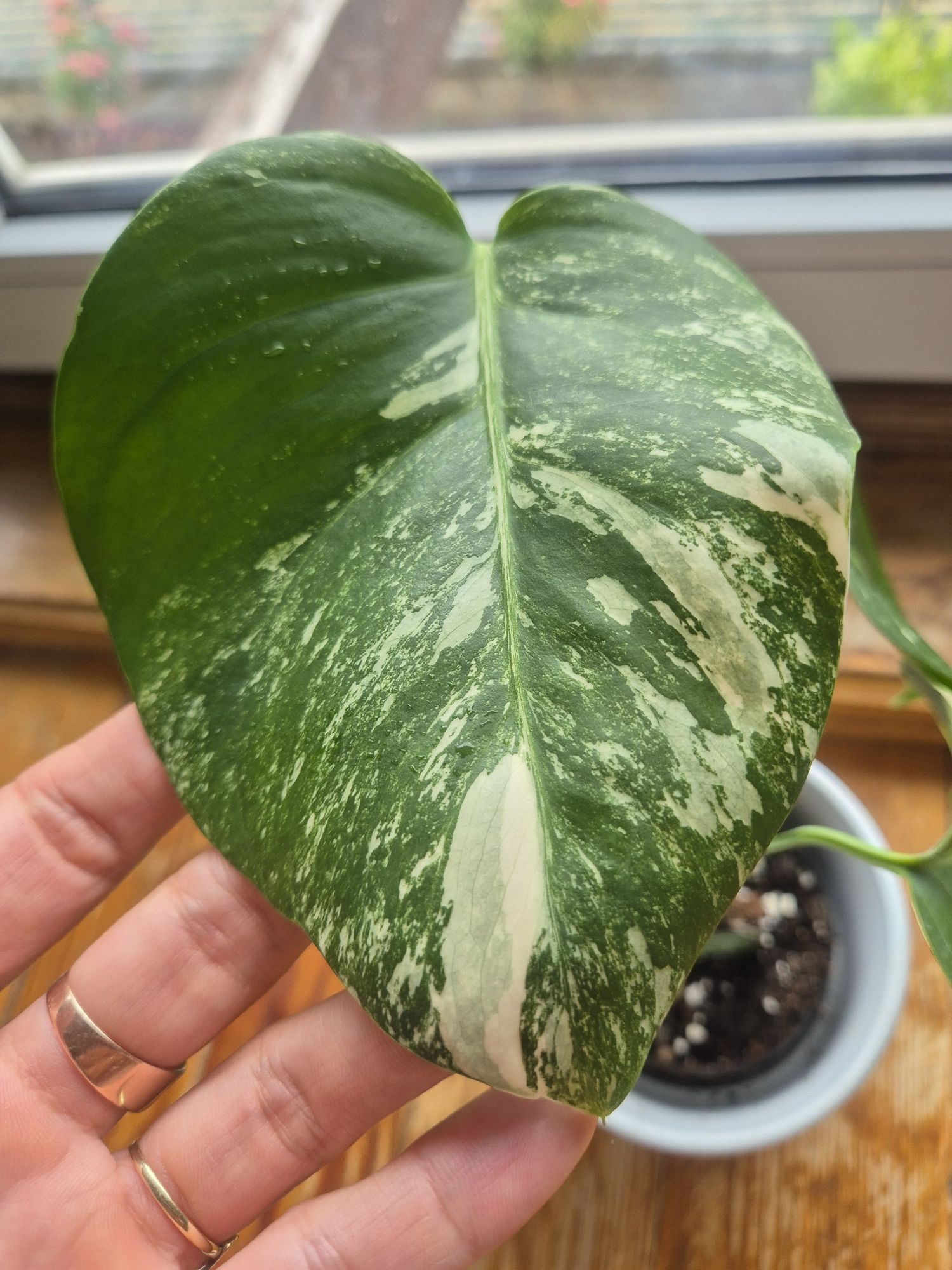 Monstera variegata