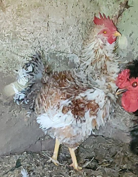 Koguty wiejskie, kogutki