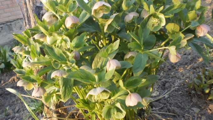 Продам Брунеру, Морозник,Герань,Осока,Фиалка, Флоксы