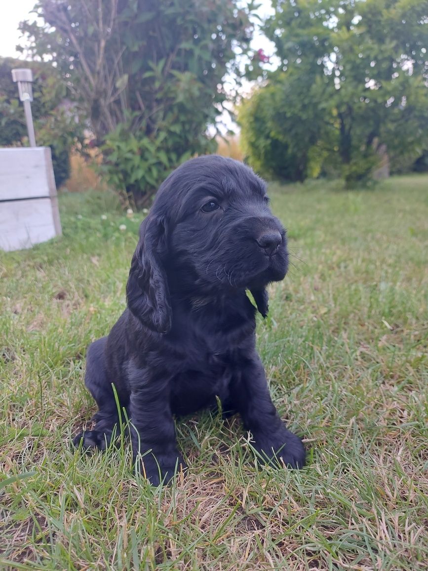 Cocker spaniel CHŁOPIEC