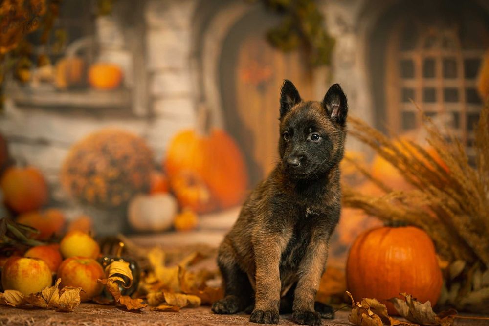 Owczarek Belgijski Malinois suka FCI