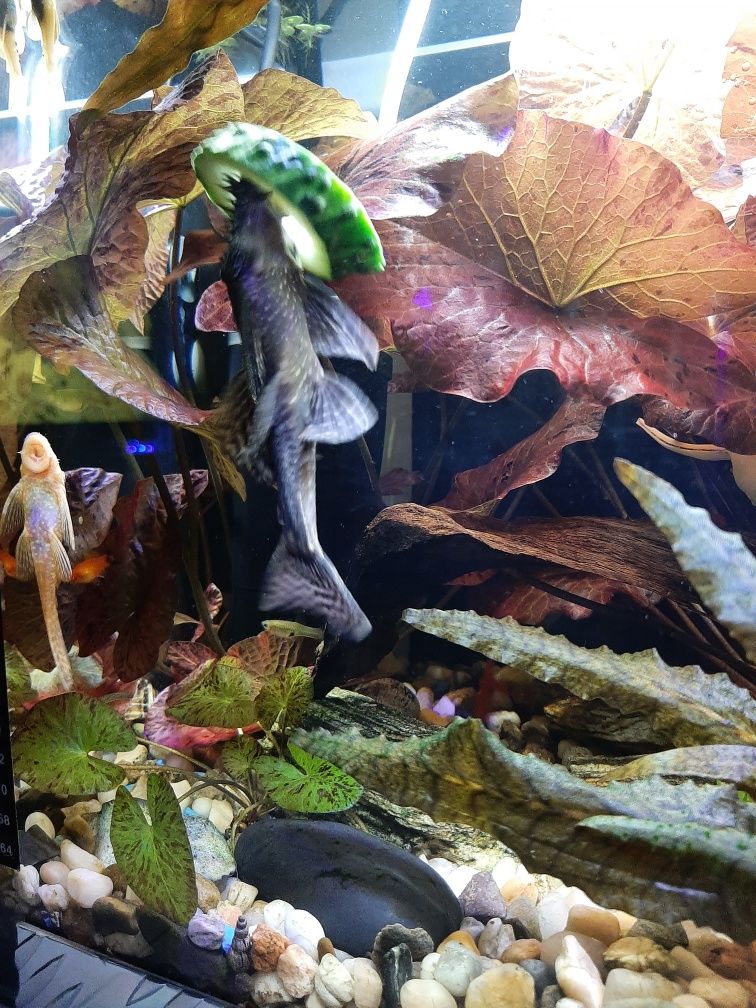 Ludwigia, Limnophila, Kryptokoryna,