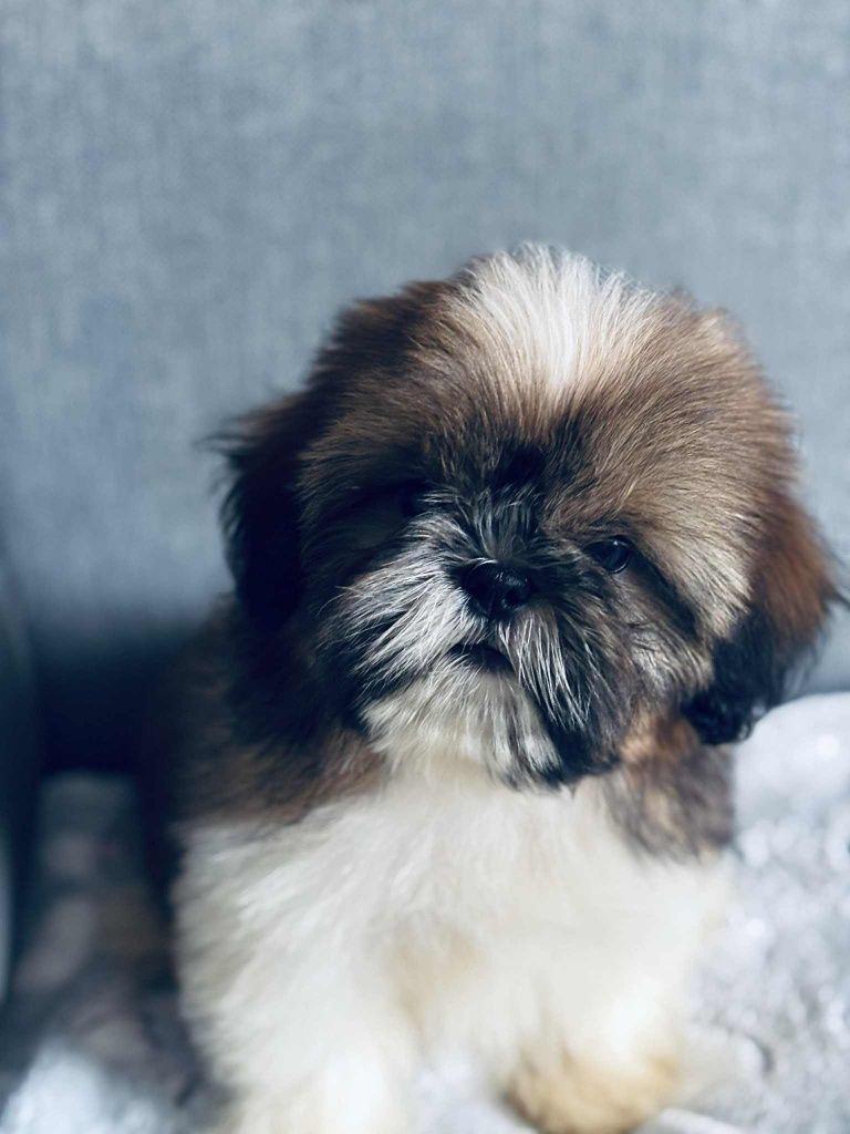 Piesek Leoś 8tyg shih tzu Zkwp