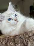 Ragdoll FPL kocurek seal mitted tabby