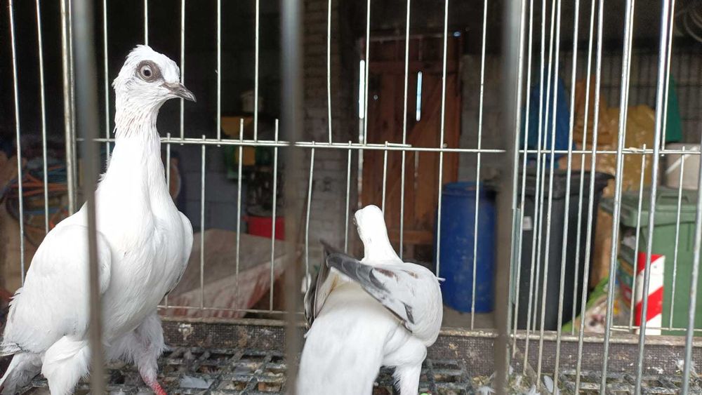 Gołębie Wiedeńskie 2025