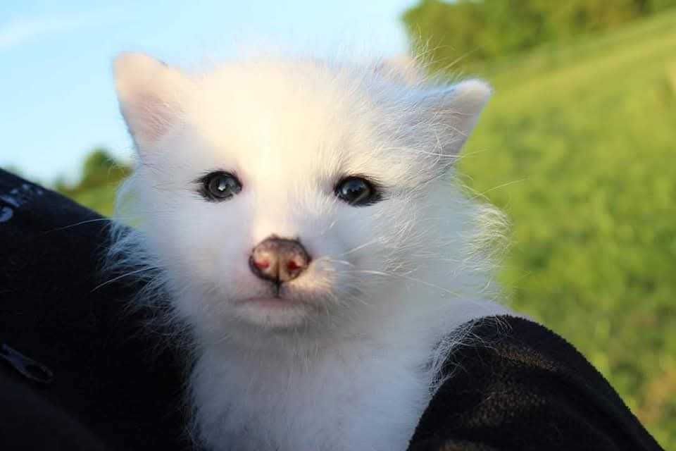 Lis, lisek, liski White Marble,  oswojone,  wychowane w domu, na 2026