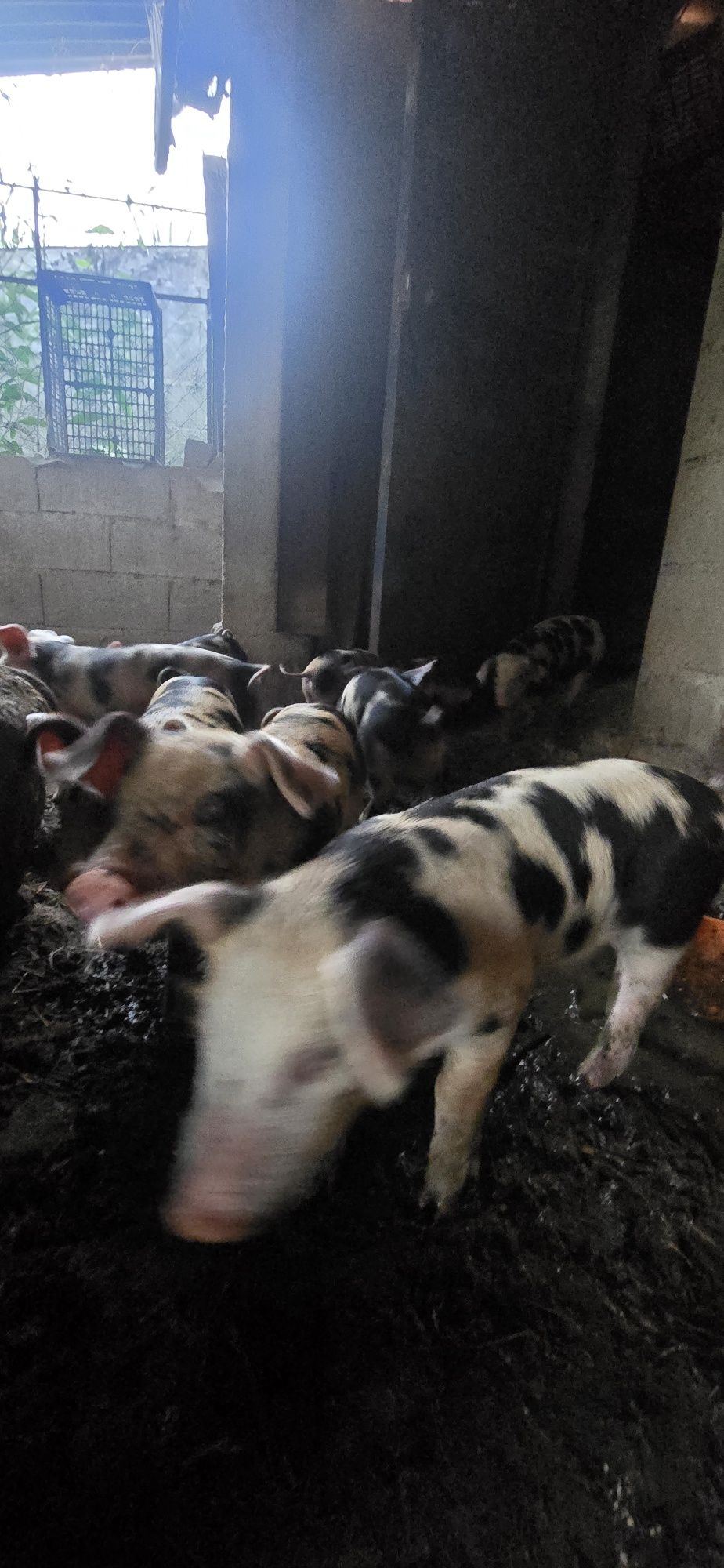Leitões para venda