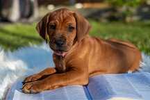 Rhodesian Ridgeback, szczenię, suczka, ZKwP