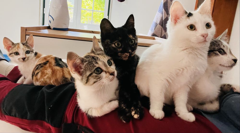 5 gatinhos - adopção responsável