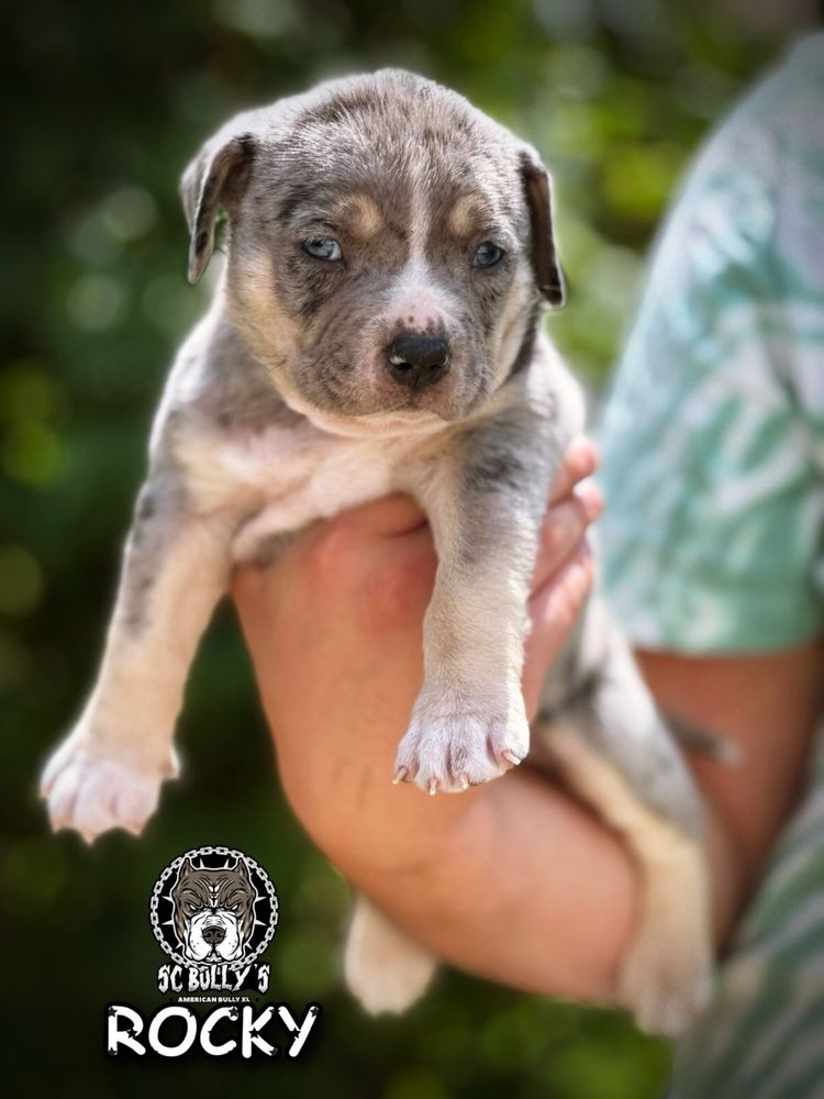 American Bully ABKC merle tricolor