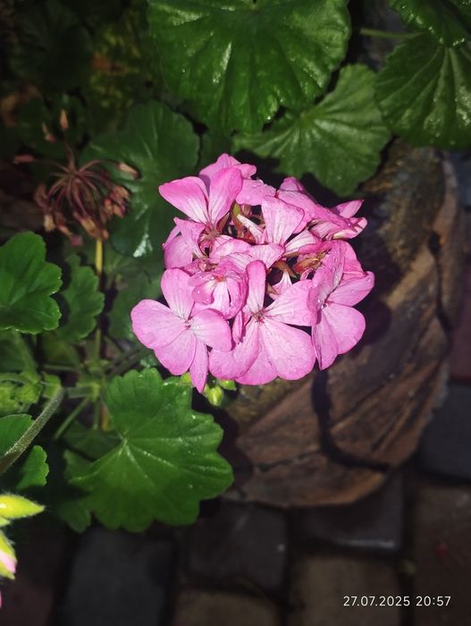 Черенки пеларгоній 12 кольорів