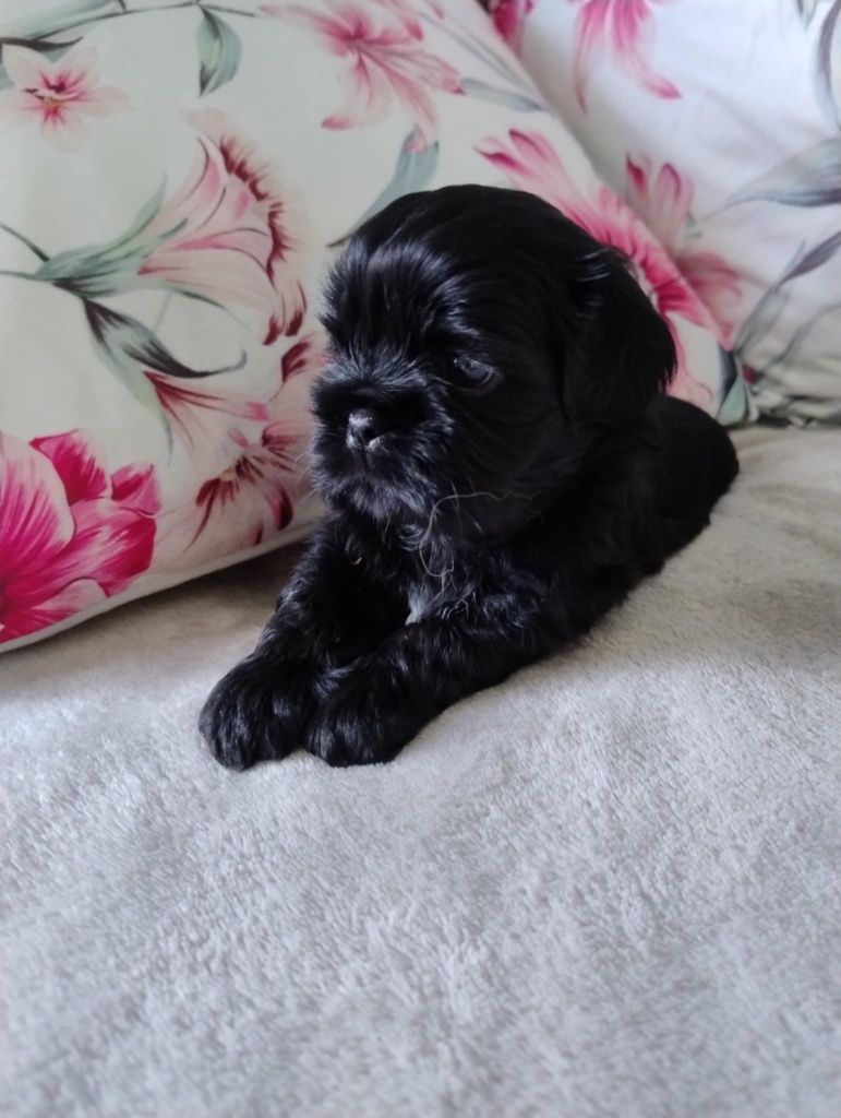 Śliczny szczeniak shih tzu.ZAREZERWOWANY.
