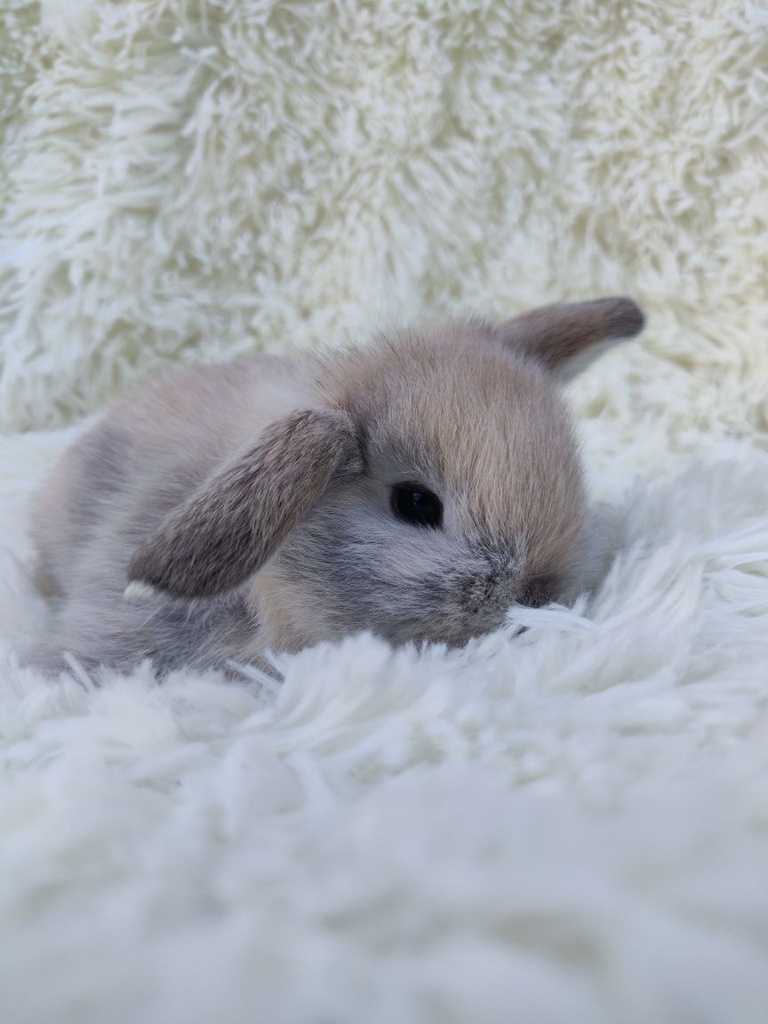 Piękne króliczki Mini Lop. ( Króliczek karzełek, miniaturka )