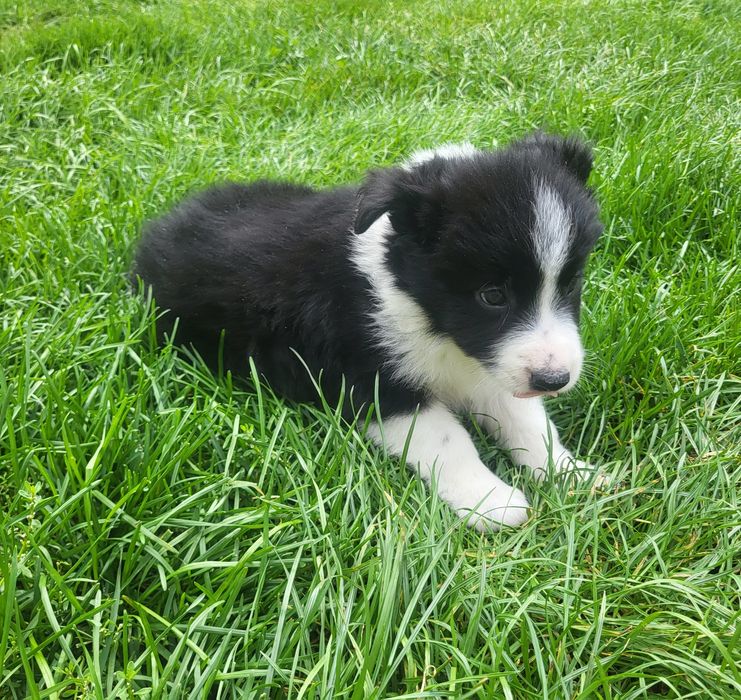 Border collie szczeniak