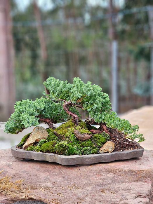 Bonsai juniperus procumbens