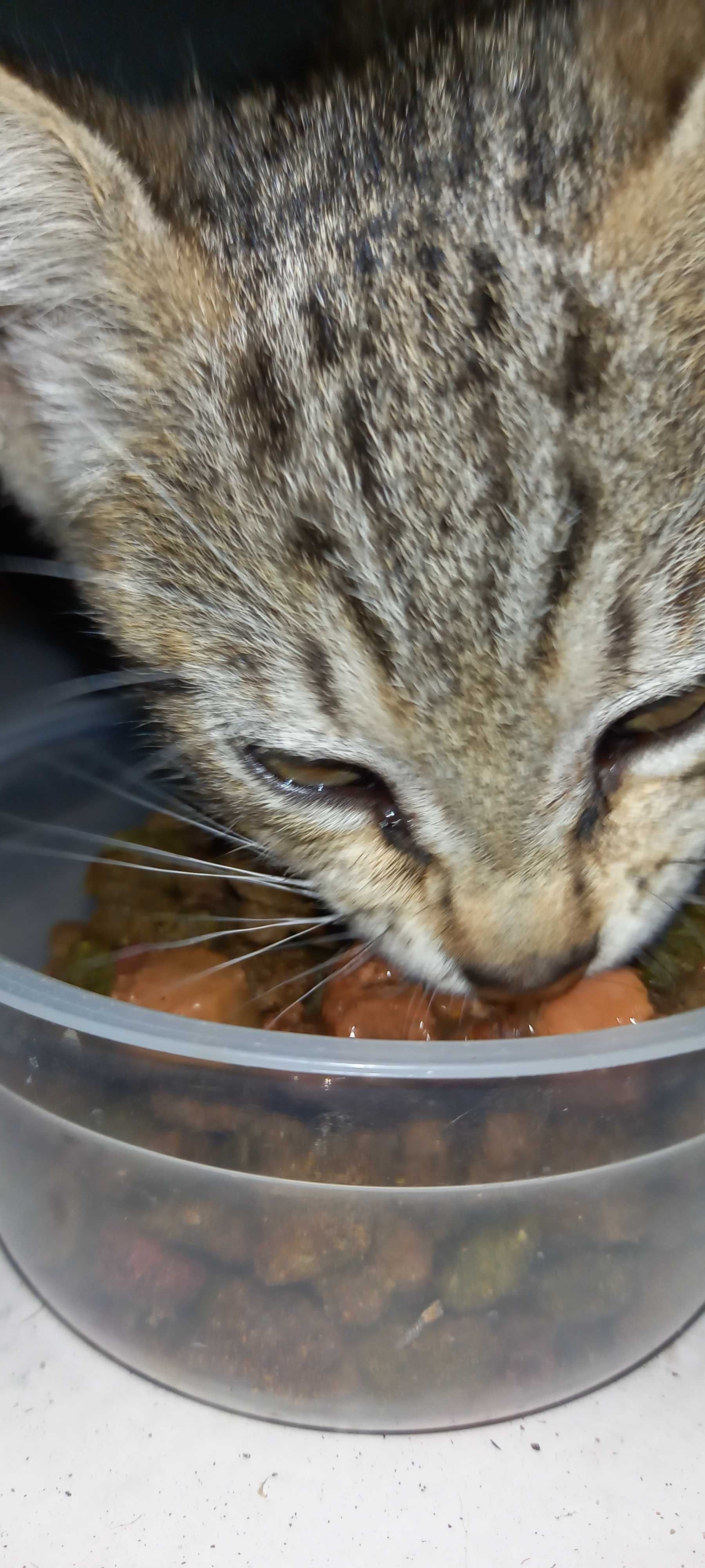 Gatinho de 2 meses (aproximadamente)