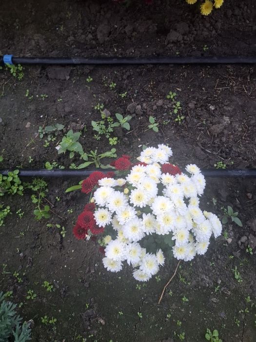 Хризантема мультифлора 3в1, мікс кольорів,  вишиванка