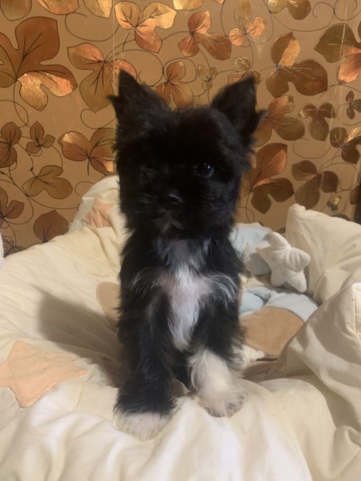 Цветной йорк, мальчик