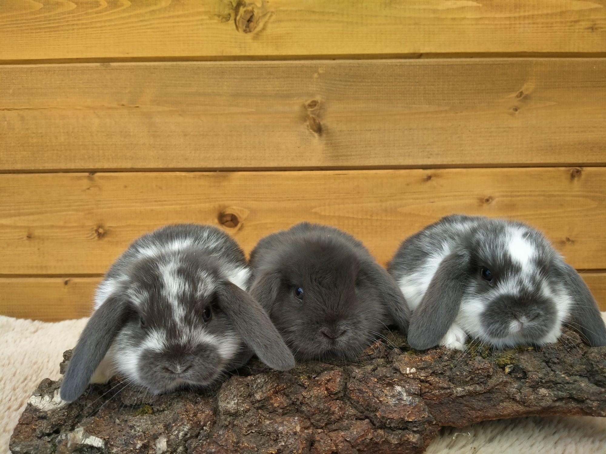 Baranek mini lop