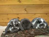 Baranek mini lop