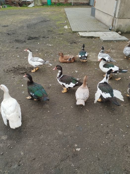 Sprzedam belgi olbrzymy