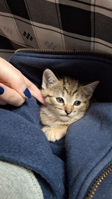 Dá-se gatinhos bebes