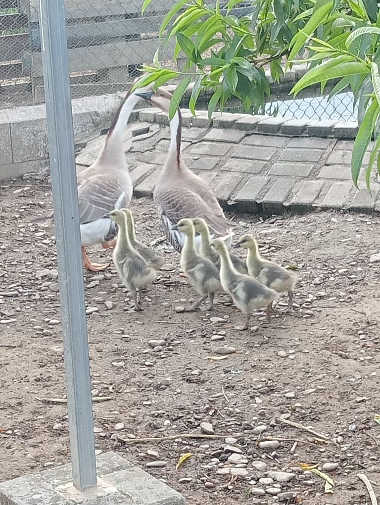 Gansos da Guiné  lindos