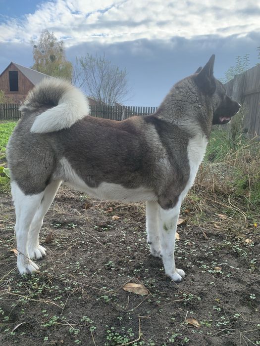 Американська акіта