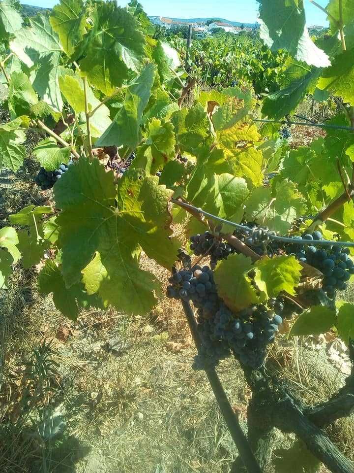 Uvas bio para vinho