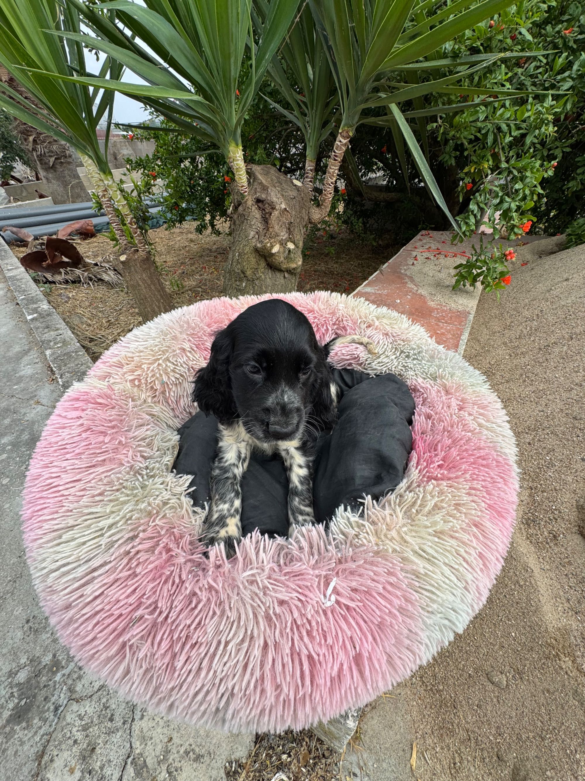 Cocker Spaniel inglês.