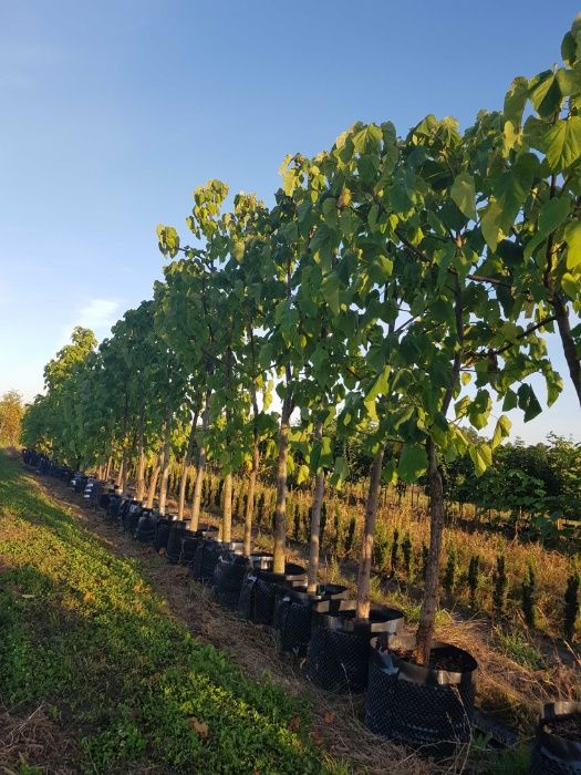 Szybko rosące drzewo Paulownia Chińska ,duże sadzonki